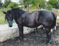 Registered 12 yr old Percheron mare