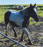 16 yr old Paint Draft mare