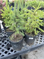 4 Lots of 1ea 1 Gal Black Hills Spruce