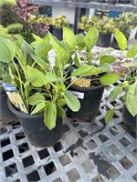 2 Lots of 1ea 1 Gal Goldsturm Coneflower