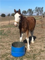 (VIC) BEAR - CLYDESDALE COLT