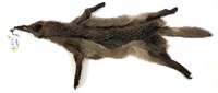 Black Coyote Pelt, 61"