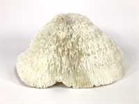 Large Natural White Brain Coral Fossil