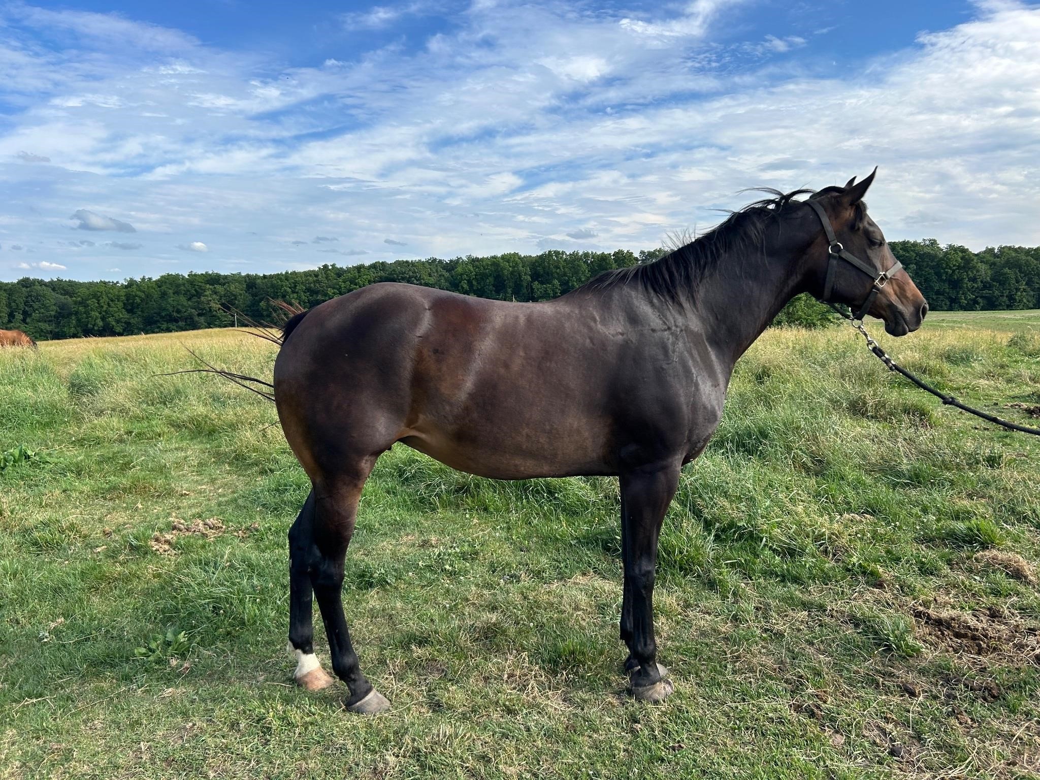 Moore Horse Company Dispersal