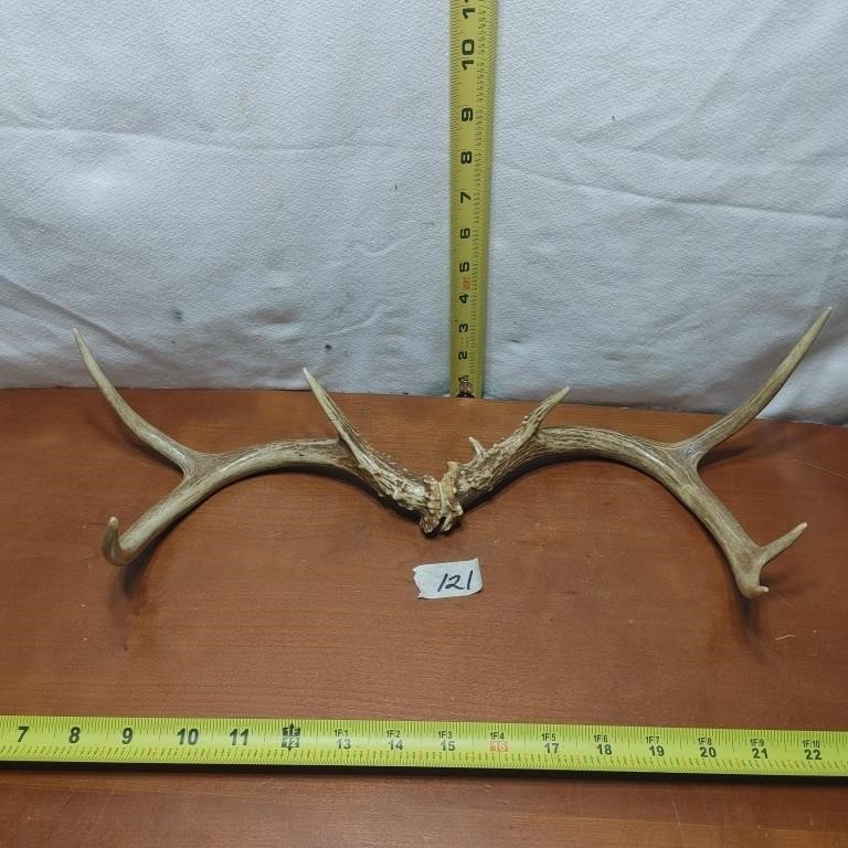 DEER ANTLERS