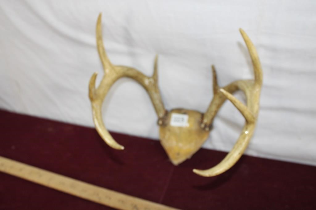 Vintage Antler Decor