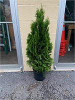 4' Emerald Green Arborvitae