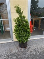 5' Emerald Green Arborvitae