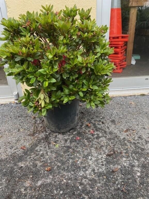 ONLINE AUCTION- PLANTS 5/20-24