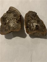 Fossil Matched Pair