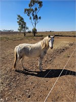 (VIC) PATCH - WELSH X MARE