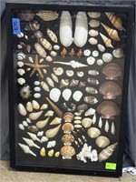 Seashell Collection Polished And Arrange In Shadow