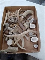 Group of horn and buttons