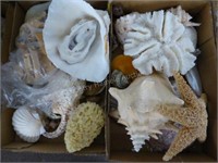 2 boxes seashells