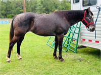 15 year old Appaloosa mare