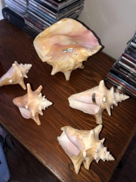 (5) Conch Shells