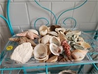 Tray of Shells and Star Fish