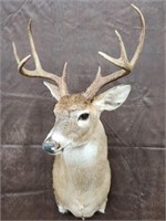 White Tail Buck Deer Mount