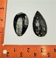 Polished Orthoceras Fossils