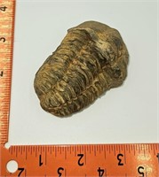 Fossilized Trilobite