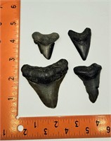 4 Mako Teeth Fossils