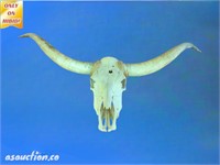 Large cow skull 21 inches tip to tip of 4 and 59