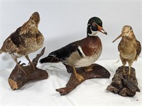 TAXIDERMY BIRDS