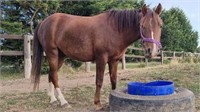 (VIC): OSCA - Pony Gelding