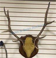 Mounted elk Antlers