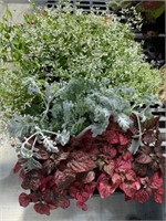 2 -6 pack red hypoestes, 2 - 6 pack dusty miller,