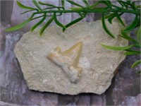 SHARK TOOTH IN MATRIX ROCK STONE LAPIDARY SPECIMEN