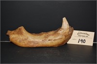 Panthera Pre Historic Jaw Bone Fossil