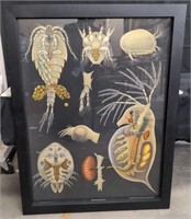 Jung-Koch-Quentell lithograph of crustaceans