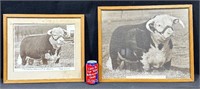 1940's/50's Domino Bull Photo-Lot