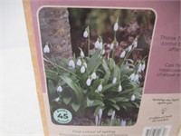 45-Pk Tasc Woronowii Galanthus Snowdrops Bulbs