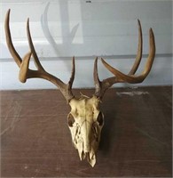 4 Point White Tail Deer Antlers and Skull