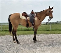 BOONE 16 YO RANCH GELDING *VIDEO*