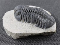 2.02" Phacopid Trilobite Fossil Morocco Origin
