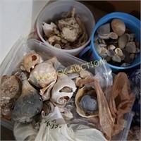 Lots & lots of sea shells (6 containers)