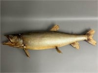 Taxidermy Salmon Fish
