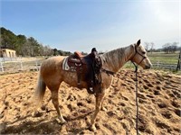 Palomino Mare