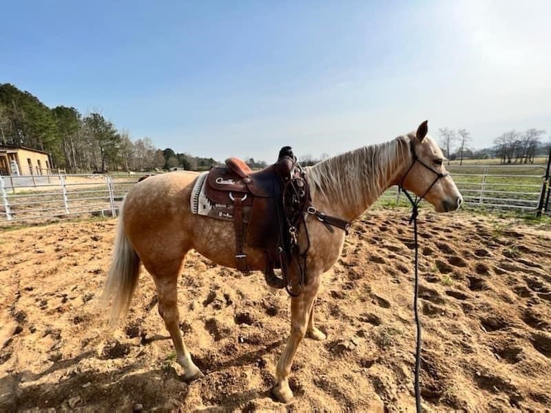 American Made Livestock Market RIDING HORSE SPECIAL