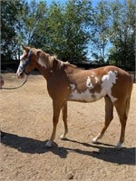 APHA Sorrel/White Paint Gelding