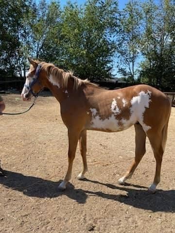 American Made Livestock Market RIDING HORSE SPECIAL