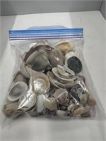 Lot of Assorted Seashells