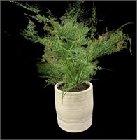 (2) Potted Faux Fern (Retail $50.00)