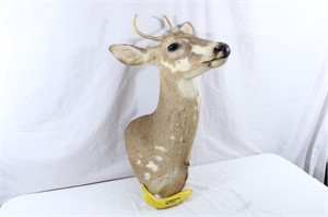 Mounted 2 Point Buck
