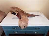 Pheasant Taxidermy