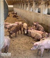 (3) Roaster Hogs