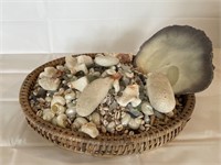 Seashell & Coral basket Over 5 pounds #5